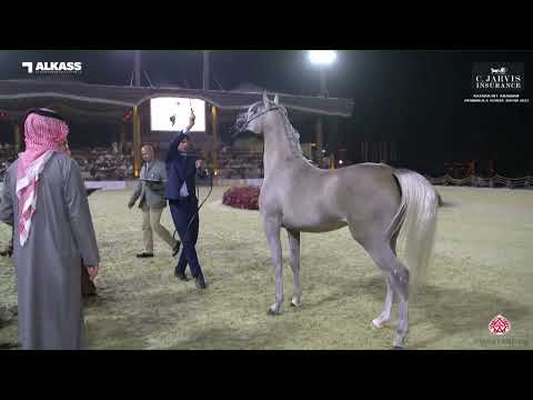 N 33 TALIA AL JAHAM   Katara Int  Arabian Peninsula Horse Show 2023   Fillies 2 Years Old Section A