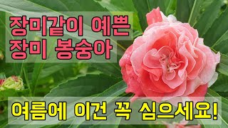 이것은 장미인가 봉숭아인가? 장미 봉숭아(봉선화) 너무 예뻐요