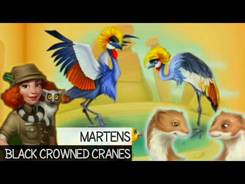 TOWNSHIP ZOO - MARTENS AND BLACK CROWNED CRANES FAMILY