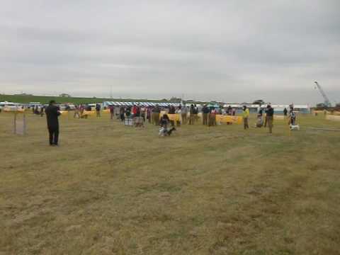 りぼん_JKC秋季訓練競技会 初等科20161105