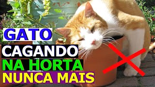 How to scare cats away from the garden