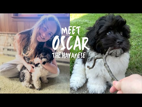 Meet Oscar the Havanese