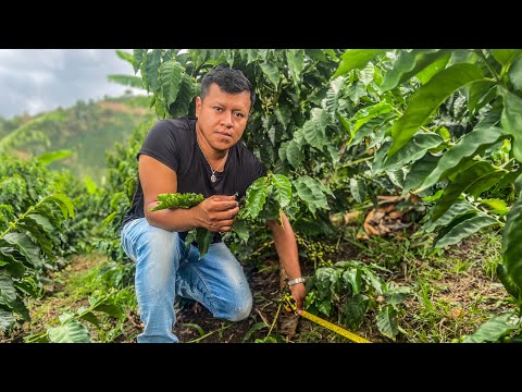 Essential Measures for Successful Planting in Our Coffee Crop
