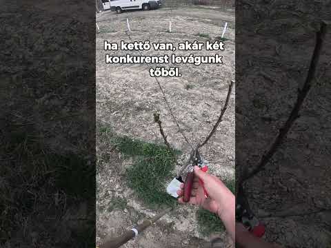 Metszési tippek: egyéves szilvafa metszése videó