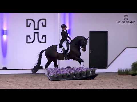 Franklin by Ampére / Ferro - stallion born 2010 (GER)