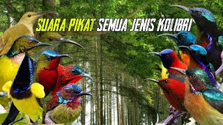 Download lagu SUARA PIKAT SEMUA JENIS KOLIBRI | DIJAMIN AMPUH ANTI ZONK mp3