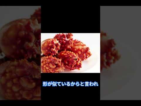 Halocynthia papillosa (ホヤ)