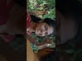 Kannu Kondu Nulli Video Song Prakashan Parakkatte Love Status ️ Malayalamsong