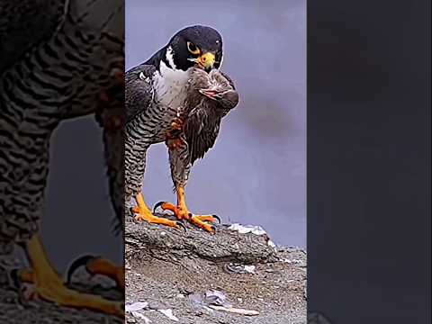 Peregrine Falcon Attack at Incredible Speed #falcon #falconattack #trending #shorts