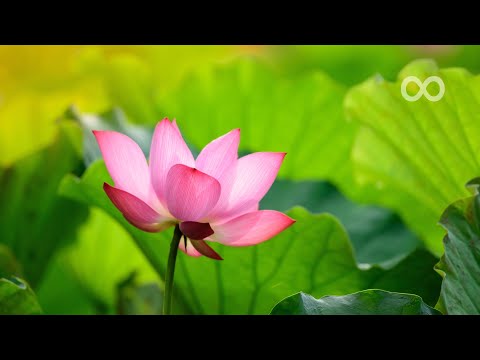 12 Hours of Relaxing Music - Piano Music for Stress Relief, Sleep Music, Meditation Music (Linus)