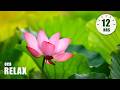 12 Hours Of Relaxing Music Piano Music For Stress Relief Sleep Music Meditation Music Linus