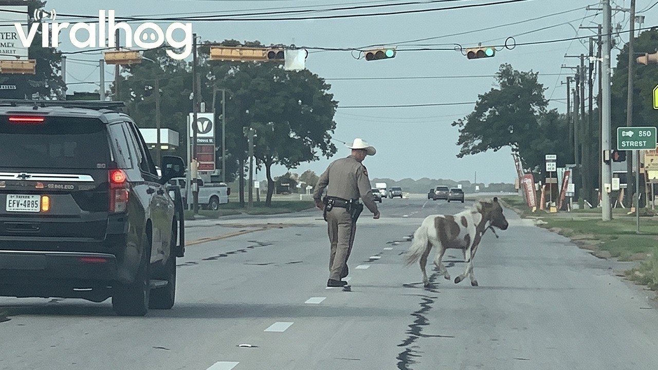Sheriff's Deputy Chases Runaway Mini Pony || ViralHog