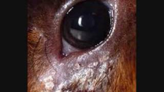 What to do if your guinea pig catches ringworm.