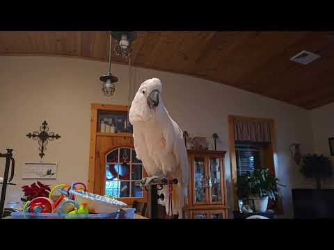 A Cockatoo's New Year Treat