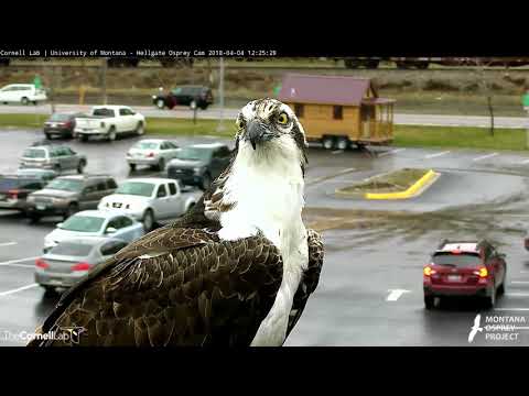 Louis Arrives To Missoula – Hellgate Osprey Cam – April 4, 2018