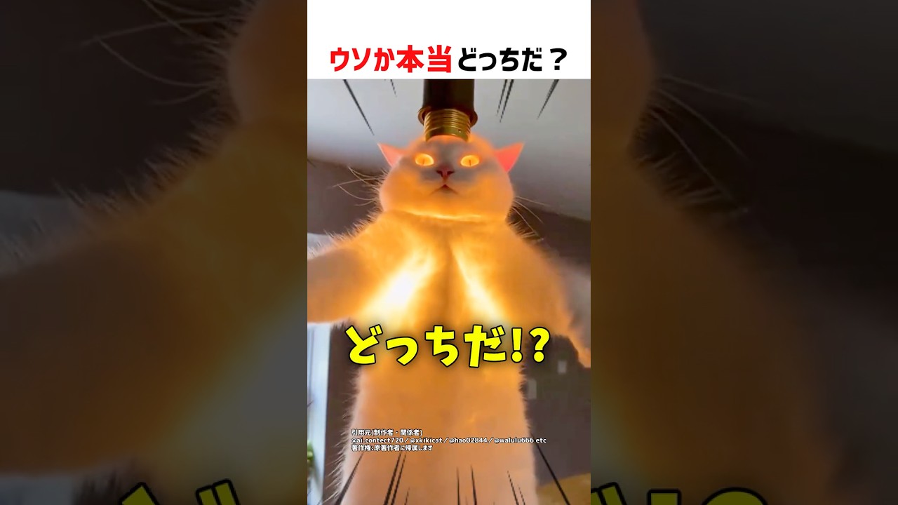 【何問正解できる？】ウソか本当どっちだ！？ part76 #クイズ #ショート #shorts #猫 #かわいい #cat