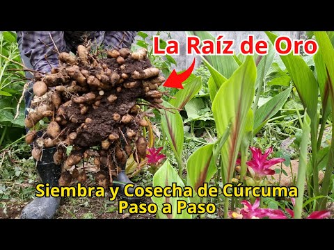 Siembra y Cosecha de Cúrcuma paso a paso, la Raíz de Oro