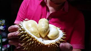preview picture of video 'Jejak Durian Kitri di Brongkol enak manis murah'