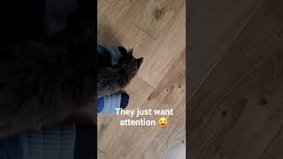 she is desperate to have my attention..😄#mylovelycats #mycatsSara&amp;Marcos #funnycats #mycatSara
