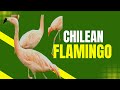 Why Are Flamingos Pink Meet The Chilean Flamingo Amazing Planet