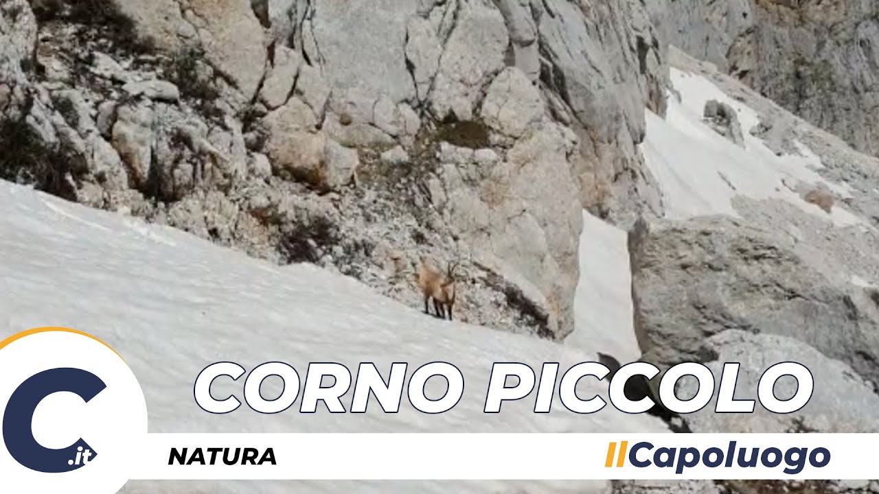 Camoscio scala il Corno Piccolo: meraviglioso Abruzzo!