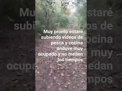 BUSCANDO LOS PINTADOS #LA PAZ ENTRE RIOS