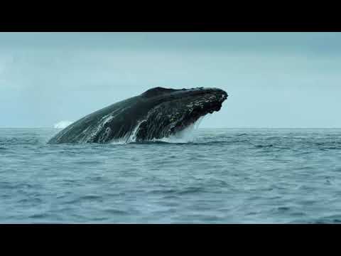 Biodiversity | WWF