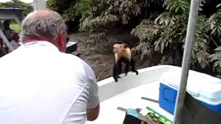 preview picture of video 'Hand feeding a wild Capuchin monkey'