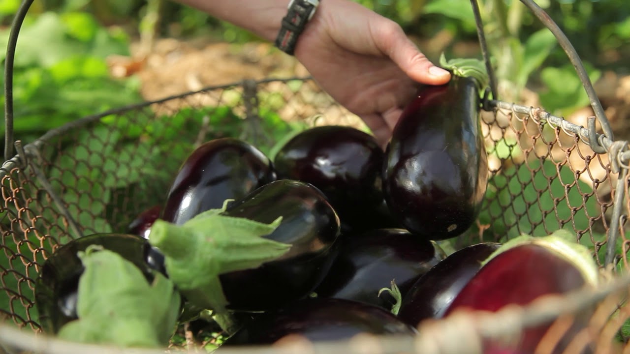 Céline est maraichère dans le Morvan