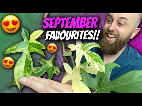 These Plants are Blowing My Mind! | September Favourites | Monstera, Philodendron, Alocasia