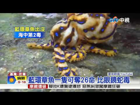 圖／市場買到「豹紋章魚」可愛想吃　一PO網嚇傻狂阻止：比眼鏡蛇還毒｜熱門話題｜網路溫度計 DailyView