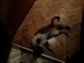 Моё новое видео посвящено моему коту он умер!Я буду скучать по тебе Барсик! 