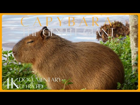 Capybara: The Gentle Giants of South America | Incredible Wildlife 4K Documentary