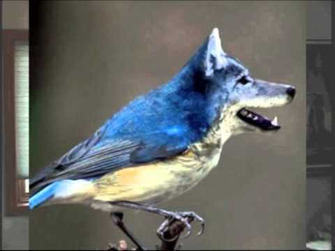 BIRD DOG - cover -   Everly Brothers Song