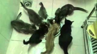 Ulule project (Sidney Bechet-When the saints go marching in) VAC FR