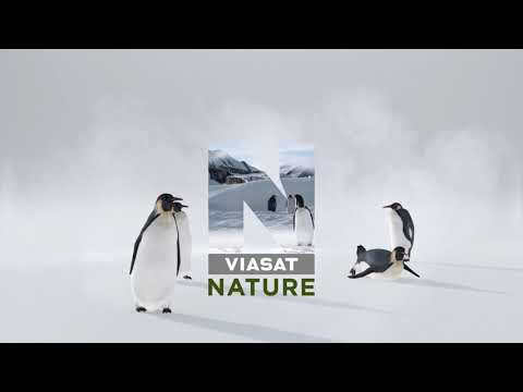 Viasat Nature HD - Пингвини (Каш) (30.01.2022)