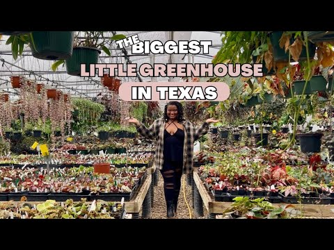 Inside Steve’s Leaves: Rare Houseplants & Greenhouse Tour