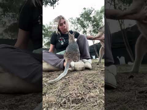 Baby Kangaroo Thinks He's Tough 😂