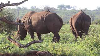 Download lagu Copyright Free Wildlife Documentary Footage: Southern White Rhino mp3