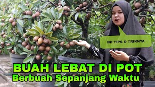 Download lagu TANAMAN SAWO BERBUAH LEBAT DI POT. Cara Membuahkan Tanaman Dalam Pot Tanpa Obat. mp3