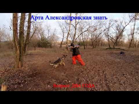 Арта Александровская знать. Самостоятельная работа на привязи.