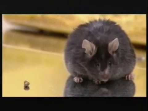 GM 'Knockout' Mice