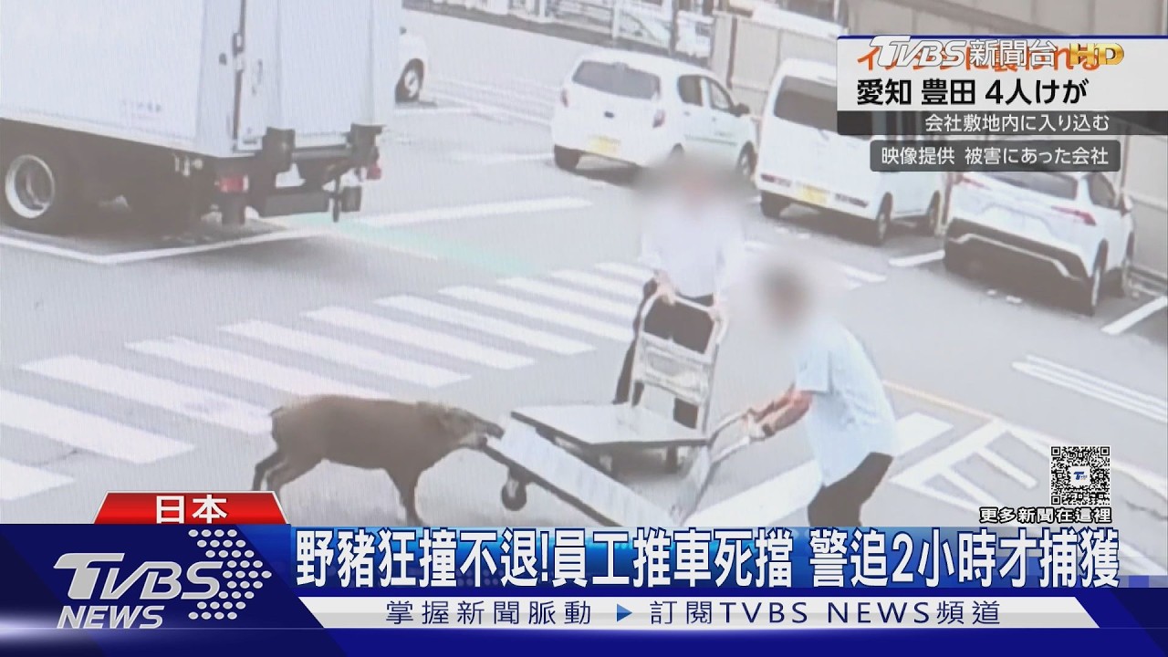 影音／野豬闖入工業區！一路狂撞狠咬連傷4人　東京「熊害升溫」擬開放獵熊