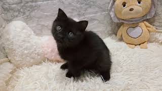 スコティッシュフォールドの動画01