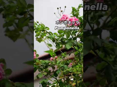 メドウローズ、カロライナローズ 植物