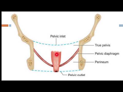 a perineum az erekció során fáj)