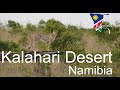 Why Visit The Kalahari Desert In Namibia