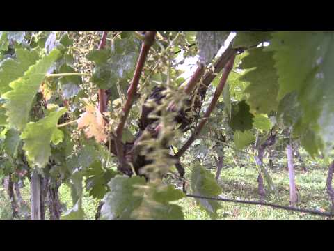 download lagu mp3 mp4 Saint Mont Vin, download lagu Saint Mont Vin gratis, unduh video klip Saint Mont Vin