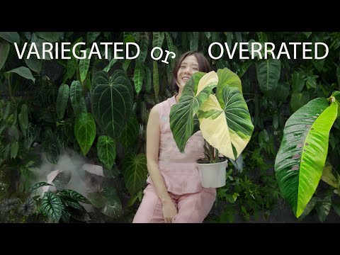 Would you buy this plant for $56,000?  TRENDING PLANTS to watch for in 2023