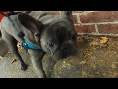 MOSES THE FRENCHIE: APPLEGATE FARMS ICE CREAM (VLOG)